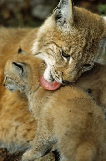 Images Dated 4th July 2005: Lynx mother licking its cub {Lynx lynx} captive, Norway