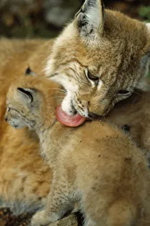Images Dated 4th July 2005: Lynx mother licking its cub {Lynx lynx} captive, Norway