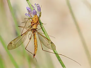 Lynx spider (Oxyopes ramosus) resting on Lavender stem with Cranefly prey, Podere Montecucco, Orvieto, Umbria, Italy. June