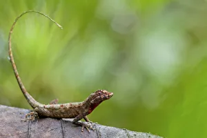 Lyre anole (Anolis lyra) on leaf, Chinambi, Carchi, Ecuador