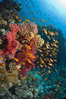 Lyretail anthias / Goldies (Pseudanthias squamipinnis) over coral reef with soft corals