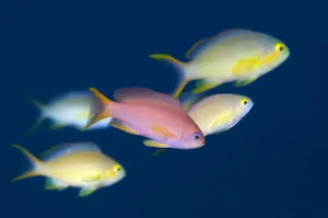Anthias Prints: Lyrtetail anthias (Pseudanthias squamipinnis) in water column with Peach anthias