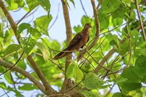 Mackinlay's cuckoo-dove (Macropygia mackinlayi arossi) perched in tree, Mussau Island, New Ireland Province, Papua New Guinea