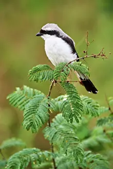 Shrike Prints: Mackinnon's shrike (Lanius mackinnoni) perched on branch