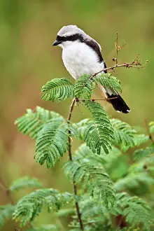 Shrike Prints: Mackinnon's shrike (Lanius mackinnoni) perched on branch