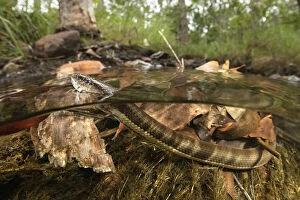 Macleays water snake (Pseudoferania polylepis) surfacing for air in a shallow creek