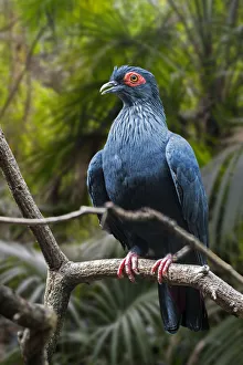 African Prints: Madagascan blue pigeon (Alectroenas madagascariensis / Columba madagascariensis
