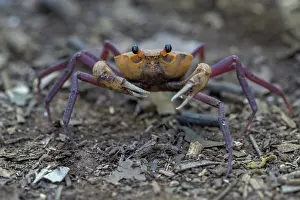Claw Prints: Madagascan land crab (Madagapotamon humberti) portrait, Ankarana National Park, Madagascar