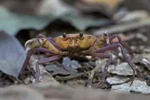 Claw Prints: Madagascan land crab (Madagapotamon humberti) portrait, Ankarana National Park, Madagascar