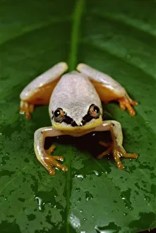 Amphibia Prints: Madagascan reed frog {Heterixalus madagascar- iensis} Masoala NP, Madagascar
