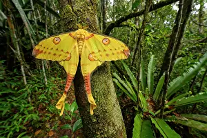 Emperor Moth Prints: Madagascar comet moth (Argema mittrei) female