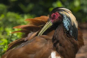 Madagascar crested wood ibis (Lophotibis cristata) preening, endemic to dry forest of Madagascar