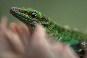 Images Dated 30th April 2017: Madagascar day gecko (Phelsuma madagascariensis) Andasibe-Mantadia National Park