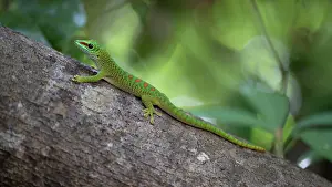 Gecko Prints: Madagascar day gecko (Phelsuma madagascariensis madagascariensis) resting on branch