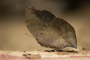 Papilionoidea Prints: Madagascar emperor butterfly (Salamis anteva) resembling a dead leaf as camouflage
