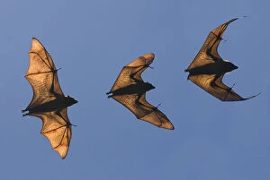 Madagascar fruit bat / flying fox (Pteropus rufus) Berenty Reserve, Madagascar (Digital