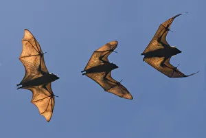 2009 Highlights Prints: Madagascar fruit bat / flying fox (Pteropus rufus) Berenty Reserve, Madagascar (Digital