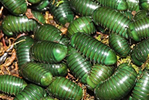 Arthropoda Collection: Madagascar green-emerald giant pill millipedes (Zoosphaerium neptunus) Andasibe-Mantadia