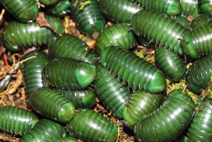 Madagascar green-emerald giant pill millipedes (Zoosphaerium neptunus) Andasibe-Mantadia
