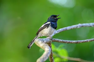 Chat Thrush Prints: Madagascar magpie-robin (Copsychus albospecularis) male
