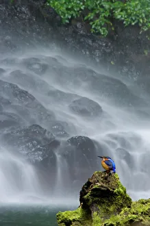 Madagascar Malachite kingfisher (Alcedo vintisioides) Cascade sacree / The sacred waterfall, Montagne d'Ambre National Park, North Madagascar
