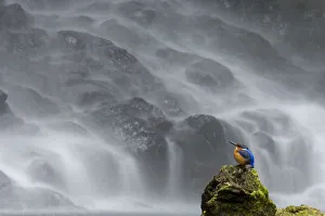 Spray Prints: Madagascar Malachite kingfisher (Alcedo vintisioides) Cascade sacree / The sacred waterfall