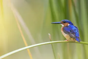 Images Dated 25th August 2016: Madagascar / Malagasy kingfisher (Alcedo vintsioides) perching, Anjajavy Private Reserve