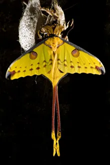 Moths Prints: Madagascar moon / Comet moth (Argema mittrei) beside coccoon, captive, Madagascar