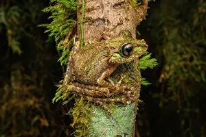 Trunk Prints: Madagascar mossy frog (Spinomantis aglavei) camouflaged on tree trunk at night