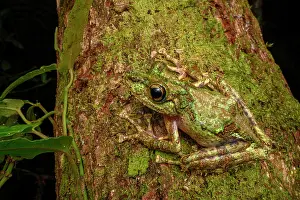 Trunk Prints: Madagascar mossy frog (Spinomantis aglavei) camouflaged on tree trunk at night