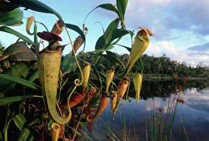 Habitat Prints: Madagascar pitcher plants {Nepenthes madagascariensis} Pangalanes canal, East Madagascar