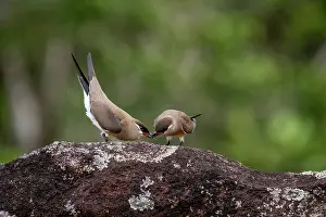 Republic Of Madagascar Prints: Madagascar pratincole (Glareola ocularis) male displaying in front of female