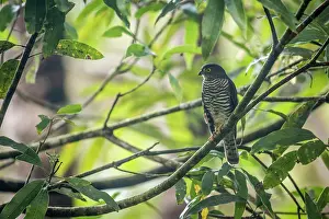 Accipitridae Prints: Madagascar sparrowhawk (Accipiter madagascariensis) perched on tree