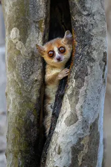 Madame Berthe's mouse lemur (Microcebus berthae), the world's smallest primate, peering out from tree hole, Menabe Central Forest, near Akiba Marofandilia Lodge