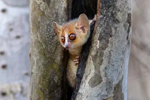 Microcebus Prints: Madame Berthe's mouse lemur (Microcebus berthae)