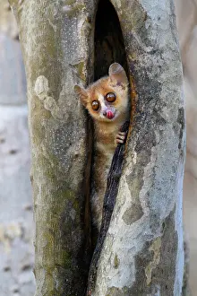 Madame Berthe's mouse lemur (Microcebus berthae), the world's smallest primate, peering out from tree hole licking its nose, Menabe Central Forest, near Akiba Marofandilia Lodge