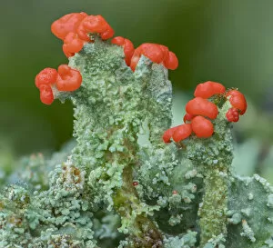 Armagh Gallery: Madames cup lichen (Cladonia coccifera), Peatlands Park, County Armagh