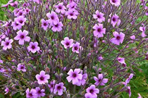 Bretagne Prints: Madeira cranesbill (Geranium maderense) in flower