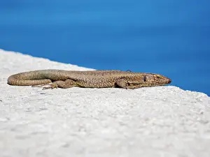Lacertidae Prints: Madeiran wall lizard (Teira dugesii) basking on stone wall, Porto Moniz, Madeira. March