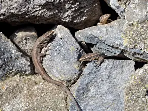 Lacertidae Prints: Three Madeiran wall lizards (Teira dugesii) basking on rocks, Fontes, Madeira. March