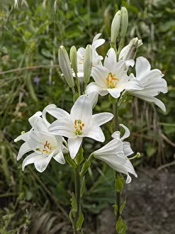 Lilianae Collection: Two Madonna lily (Lilium candidum) flowerheads, Umbria, Italy. June
