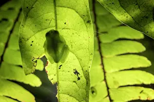 Colombia Prints: Magdalena giant glass frog (Ikakogi tayrona) sleeping on leaf