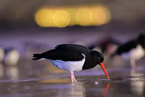 Chubut Prints: Magellanic oystercatcher (Haematopus leucopodus)