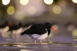 Chubut Prints: Magellanic oystercatcher (Haematopus leucopodus) on the beach of Rada Tilly city with city lights in the background
