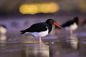 Chubut Prints: Magellanic oystercatcher (Haematopus leucopodus) on the beach of Rada Tilly city with city lights in the background