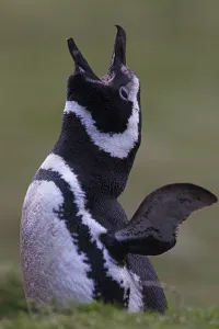 Spheniscus Prints: Magellanic penguin (Spheniscus magellanicus) calling at the entrance of burrow