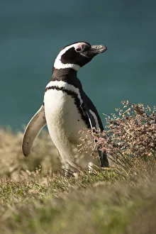 Penguin Prints: Magellanic Penguin (Spheniscus magellanicus) portrait in grass, New Island, Falkland