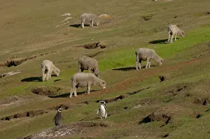 Sphenisciformes Prints: Magellanic penguins (Spheniscus magellanicus) close to their burrows with sheep grazing grassland