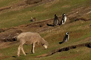 Sphenisciformes Prints: Magellanic penguins (Spheniscus magellanicus) close to their burrows with sheep grazing grassland