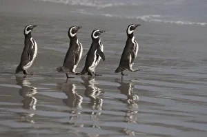 Magellanic Penguins (Spheniscus magellanicus)marching to the sea, Saunders Island
